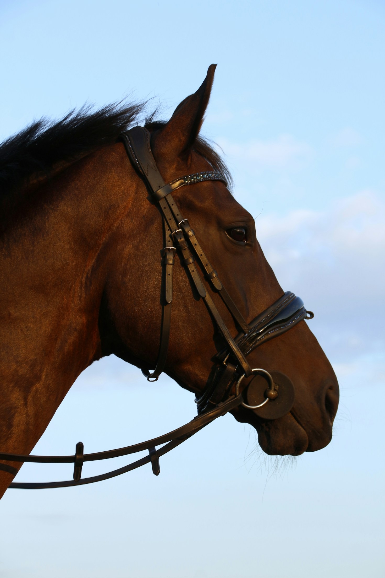 How to Choose the Perfect Horse Bit