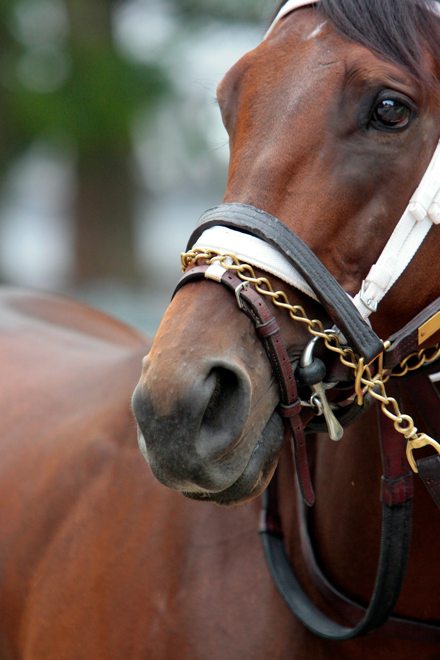 Equestrian Style: Apparel Trends for Riders