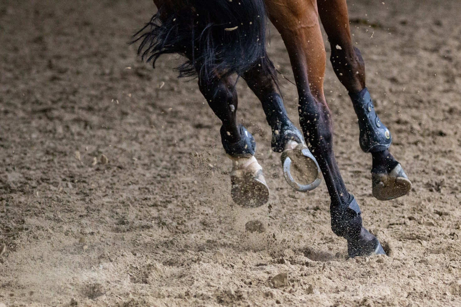 Customer Reviews: What Riders Love About Lobo Stables